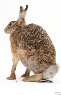 Hare  1 whole body 0008.jpg